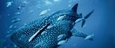 Big fish in the water - See animals wallpapers