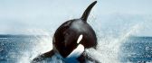 Whale jump in the ocean water - HD see animal wallpaper
