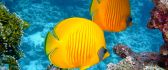 Yellow family fish walk under water - HD wallpaper