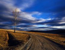 Lonely tree without leaves and country road - Nature view