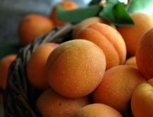 Bascket full with delicious apricots - HD wallpaper