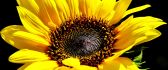 Wonderuful macro Sunflower on a dark background - Flower up