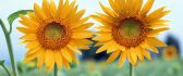 Two big Sunflowers in the field - HD wallpaper