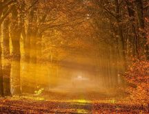 Sunlight trhough the trees - Wonderful Autumn season