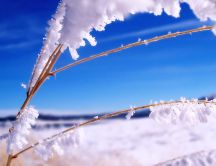 Good morning winter season - Frozen branches