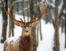 Beautiful wild deer animal in a beautiful snowy winter day