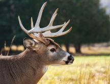 Professional photo shooting with a wild animal - Deer
