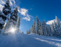 Good morning December sunshine - White snow over the trees