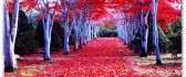 Red forest in a wonderful Autumn season - HD wallpaper