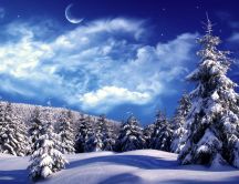 Wonderful cold winter night - Forest full with white snow