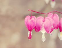 Wonderful pink heart flowers in blossom on Valentine's day