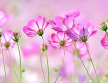 Spring pink flowers in the garden - Nature wonderful season