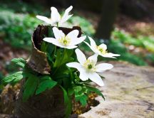 Spring white flowers in an abstract wooden vase - Nature