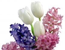 Perfumed hyacinth flowers and beautiful white tulips- Spring
