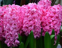 Wonderful pink color for beautiful perfumed hyacinths