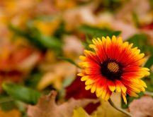 Wonderful orange and yellow flower - Autumn season time