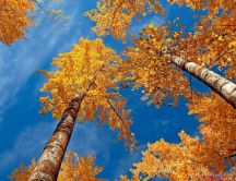 Tall trees - Autumn season time wonderful nature