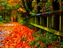 Rusty Autumn carpet in park - Nature season time