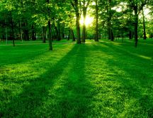 Green field in the park - Wonderful morning time