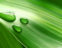 Perfect water drops on a green leaf - HD wallpaper