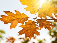 Beautiful sun in the Autumn season - Rusty leaves in tree