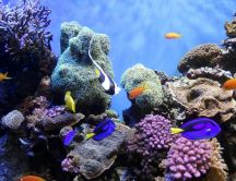 Colourful fishes - Wonderful underwater world