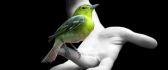 Little green bird in my hand - Pure and innocent love