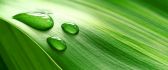 Perfect water drops on a green leaf - HD wallpaper