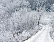 White forest road - Snow time over the nature