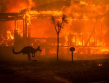 Kangaroo from Australia - Fire in the continent sad days