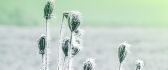 Frozen plant on the field - HD Winter cold season