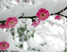 Blossom cherry tree in winter season - Cold snow
