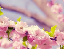 Beautiful cherry tree blossom flowers - Spring season time