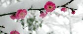 Blossom cherry tree in winter season - Cold snow