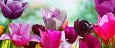 Wonderful Spring flower - Colourful tulips in the garden