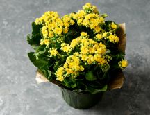 Simple gift this Spring season - Wonderful yellow flower