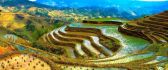 Rice Terraces Philippines - Food for life