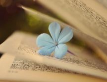 Little blue flower under the book pages - HD wallpaper