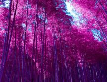 Wonderful pink forest - Nature landscape