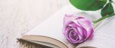 Romantic pink rose on a book - Read for your study