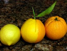 Half lemon half orange - strange citrus fruit in lemonade