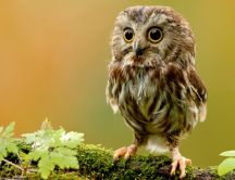 Beautiful little owl bird alone on a branch - HD wallpaper