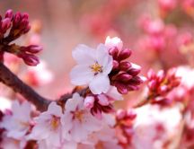 Wonderful Sakura flowers - Blossom trees Spring time