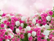 Wonderful pink roses and white tulips - Spring in a bouquet