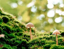 Two little mushrooms in the green forest grass-Nature beauty