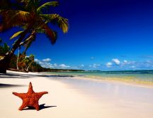 Big Orange starfish in the golden sand - Beach palm