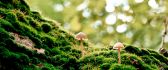 Two little mushrooms in the green forest grass-Nature beauty