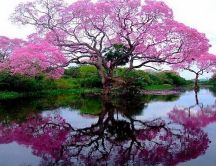 Pink tree mirror in the water - HD Wallpaper