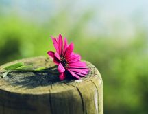 Wonderful pink flower on a wooden log - Blurry background