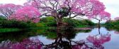 Pink tree mirror in the water - HD Wallpaper